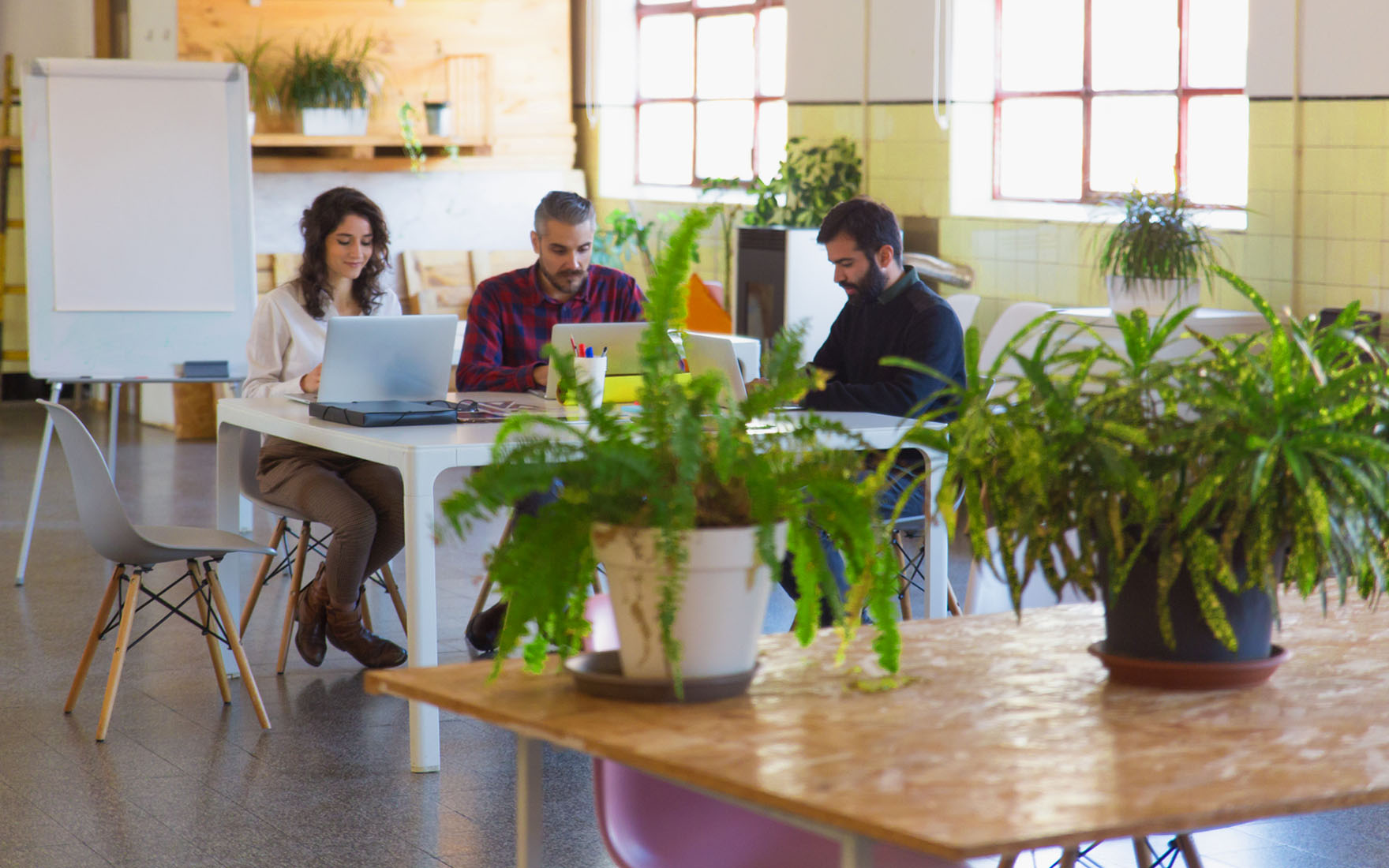 Rośliny do biura - jaki wpływ na ludzi wywiera zieleń w biurze?